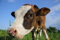 Cow grazing at summer green field Royalty Free Stock Photo