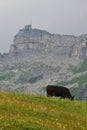 A cow grazing in the Swiss Alps Royalty Free Stock Photo