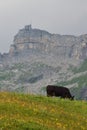 A cow grazing in the Swiss Alps