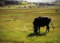 Cow grazing on thegreen farm