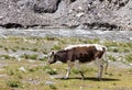 Cow grazing on the Tibetan plateau near a river Royalty Free Stock Photo