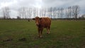 Cow on a green field, Germany Royalty Free Stock Photo