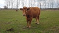 Cow on a green field, Germany Royalty Free Stock Photo