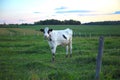 Cow in green field at the farm dairy agriculture sunset sky meadow Royalty Free Stock Photo