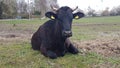 Cow on a green field, Germany Royalty Free Stock Photo