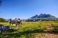 The Cow on the green field in the landscaoe of Dolomites, Italy. Royalty Free Stock Photo