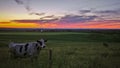 Cow green field sunset Royalty Free Stock Photo