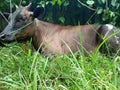 Cow On Green Grass Royalty Free Stock Photo