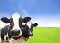 Cow on green grass field Royalty Free Stock Photo