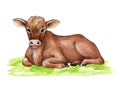 Cow on the green grass. Hand drawn illustration. Cute cow baby farm animal. Brown hair young calf laying on the green Royalty Free Stock Photo