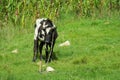 Cow on the green grass meadow Royalty Free Stock Photo