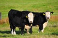 Cow on green grass Royalty Free Stock Photo