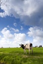 Cow on green meadow