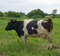 Cow green meadow close. And waving his tail Royalty Free Stock Photo