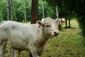 cow on a green meadow Royalty Free Stock Photo