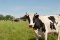 Cow on a green meadow Royalty Free Stock Photo