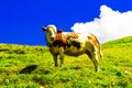 Cow on green meadow in the mountains of South Tyrol Royalty Free Stock Photo