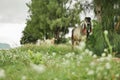 Cow on a green meadow Pasture for cattle, Cow in the countryside outdoors, Cows graze on a green summer meadow in Thailand, Rural Royalty Free Stock Photo