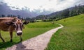 Cow in Green meadows in himalayas, Great Himalayan National Park, Sainj Valley, Himachal Pradesh, India Royalty Free Stock Photo