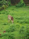 Cow on green pasture