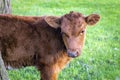 Cow on a green pasture in the spring Royalty Free Stock Photo