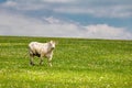 Cow on green pasture under blue sky with clouds