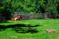 Cow in Green Pasture with Wood Fence Royalty Free Stock Photo