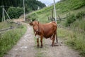 Cow on a green summer meadow Royalty Free Stock Photo