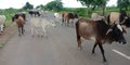 Cow group on street at village area Royalty Free Stock Photo