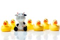 Cow in a group of yellow rubber ducks Royalty Free Stock Photo