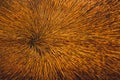 COW hair and Skin circle point - genuine texture of cow brown background. Brown natural cow fur texture. Animal hair of fur cow Royalty Free Stock Photo