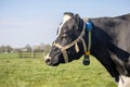 Cow with halter belt, head side view in a meadow Royalty Free Stock Photo