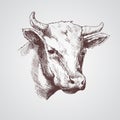 Black and white sketch of a cow`s face. Vector portrait Royalty Free Stock Photo
