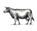 Cow hand drawn in elegant vintage engraving or etching style. Domestic animal isolated on white background. Farm cattle