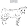 Cow hand-drawn vector illustration.