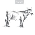 Cow hand-drawn vector illustration.