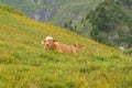 A cow having laze in the grass in the Swiss Alps
