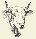 Cow head with bell dutch cattle breed drawn sketch Royalty Free Stock Photo