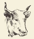 Cow head with bell dutch cattle breed drawn sketch Royalty Free Stock Photo