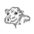 Cow head black color engraving style. Vector illustration vintage. Royalty Free Stock Photo