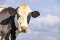 Cow head, black and white gentle face looking friendly, pink nose and eyepatch, in front of  a blue sky Royalty Free Stock Photo