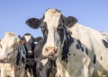 A cow head black and white looking, pink nose, in front of cows and a blue sky Royalty Free Stock Photo