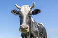 Cow head black and white, portrait of a mature and sassy cow with horns Royalty Free Stock Photo