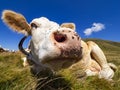 Cow head close-up in an alpine countryside Royalty Free Stock Photo