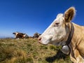 Cow head close-up in an alpine countryside Royalty Free Stock Photo