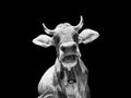 Cow head close-up in black and white Royalty Free Stock Photo