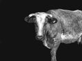 Cow head close-up in black and white Royalty Free Stock Photo