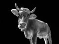 Cow head close-up in black and white Royalty Free Stock Photo