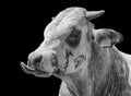 Cow head close-up in black and white Royalty Free Stock Photo