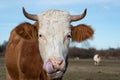 Cow head close up while licking nostril Royalty Free Stock Photo